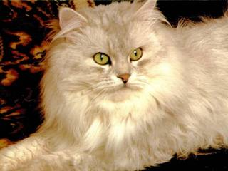 Chat de type poils longs Chat de type poils longs