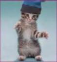 Les chatons font preuvent de souplesse et d'agilité Les chatons font preuvent de souplesse et d'agilité