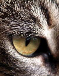 La vue, sens primordial du chat
