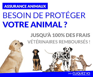 Comparateur assurance santé animaux gratuit