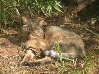Chat sauvage d'Afrique Chat sauvage d'Afrique