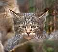 Chat sauvage d'Europe Chat sauvage d'Europe