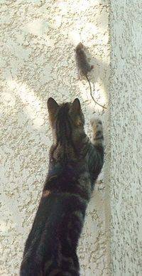 Comportement félin: Chat chassant une souris Psychologie féline