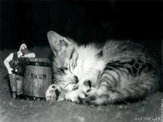 Comportement du chat: Chaton en plein sommeil Psychologie féline