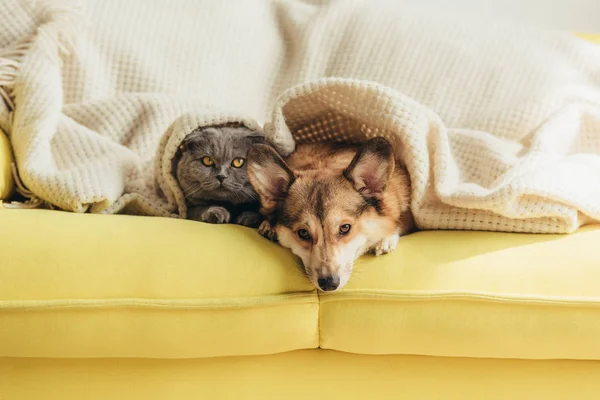 Cohabitation chat/chien Cohabitation chat/chien
