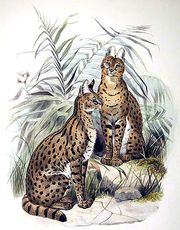 Le chat serval Le chat serval