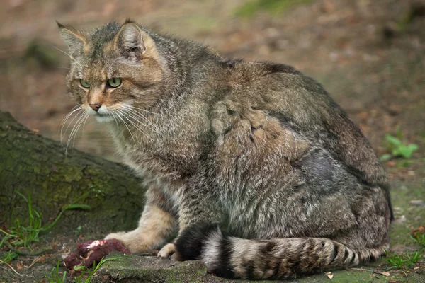 Le chat Felis silvestris catus