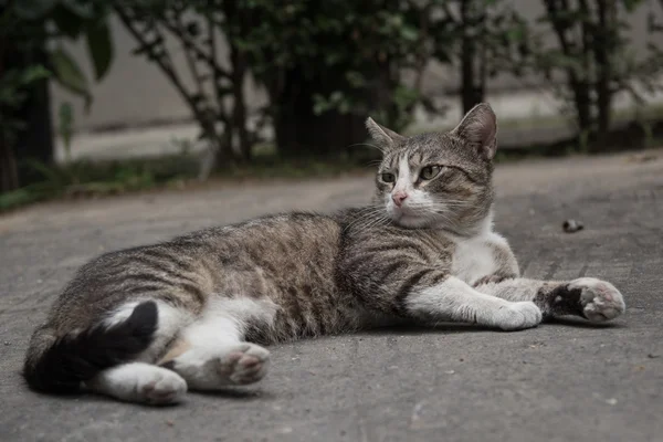Le chat Le chat