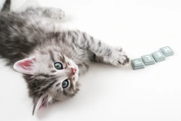 Noms de chat en T Noms de chat en T