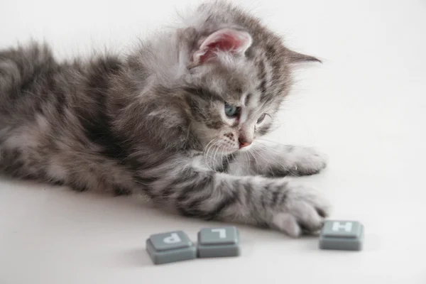 Noms de chat en D Noms de chat en D