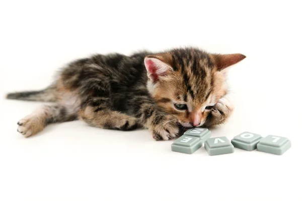 Noms de chat en H Noms de chat en H