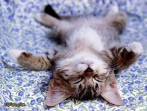 Chats et chatons - L'éducation du chaton commence par le jeu Site sur les chats