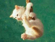 Chats et chatons - L'éducation du chaton commence par le jeu Site sur les chats