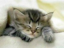 Psychologie féline - Alimentation féline - Santé féline Chats et chatons - Psychologie féline - Alimentation féline - Santé féline