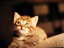 Psychologie féline - Alimentation féline - Santé féline Chats et chatons - Psychologie féline - Alimentation féline - Santé féline