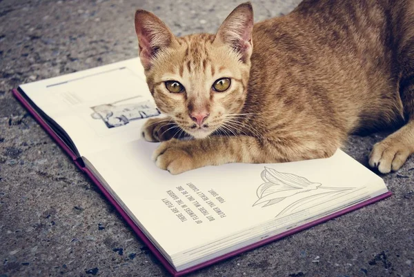 Le chat Félis catus