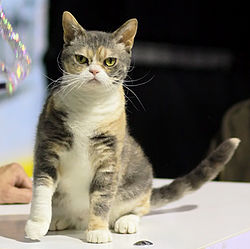 American wirehair American wirehair