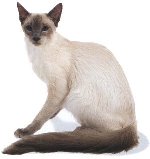 Chat de race Balinais Chat de race Balinais