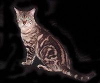 Chat de race Bengal Chat de race Bengal