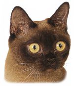 Chat adulte Burmese Chat adulte Burmese