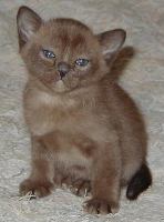 Chaton Burmese Chat adulte Burmese