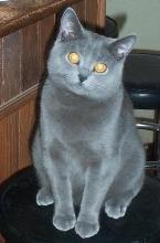 Chat Chartreux Chat Chartreux