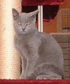 Chat Chartreux Chat Chartreux