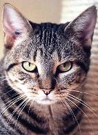 Chat de race européen Chat de race européen