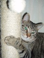 Chat de race européen