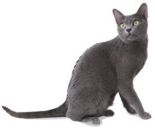 Chat de race Korat Chat de race Korat