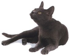 Chat de race Korat Chat de race Korat