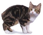 Manx Manx