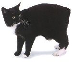 Manx Manx