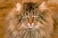 Chat de race norvégien ou skogkatt Chat de race norvégien ou skogkatt
