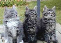 Chat de race norvégien ou skogkatt Chat de race norvégien ou skogkatt