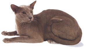 Oriental shorthair Oriental shorthair