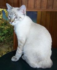 Siamois Siamois