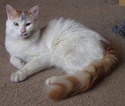 Chat de race Turc de Van Turc de Van