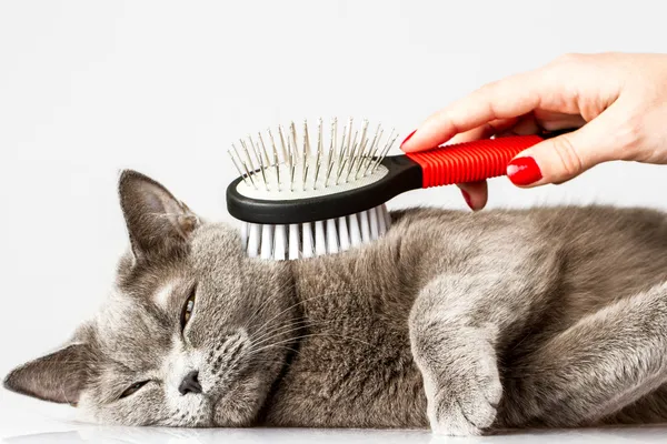 Soigner son chat