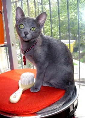 Ce chat de race Korat a besoin de beaucoup d'attention et de soins Santé féline