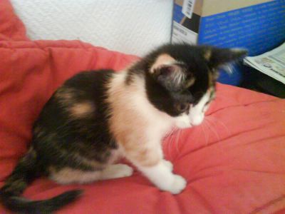 Kitty petite!
