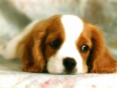 Chiot
Mots-clés: chien;chiens;chienne;chiennes;chiot;chiots