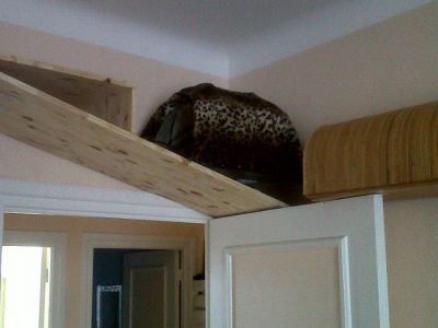 Parcours pour chat de Loulou

