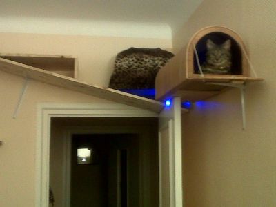Parcours pour chat de Loulou
