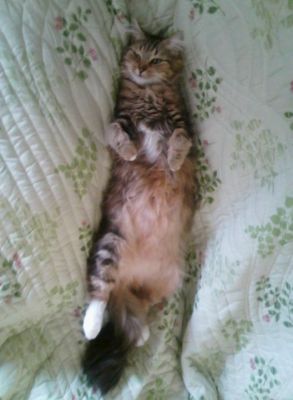 ma fifile
voila ma fille qui a 4 ans
Mots-clés: chat cat