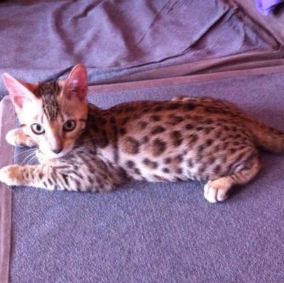 Voici Hippie mon bengal, ici âgé de 3 mois!!!
Mots-clés: mes zamours