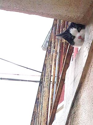 Bébé
En chasse.
