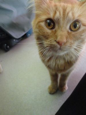 Lulu ^^
Petite photo de notre minette Lulu =)
