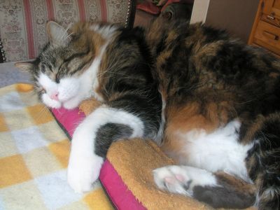 Léo
la sieste
