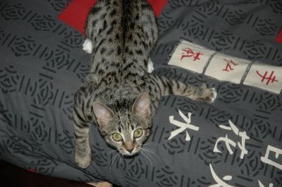 Kitty
